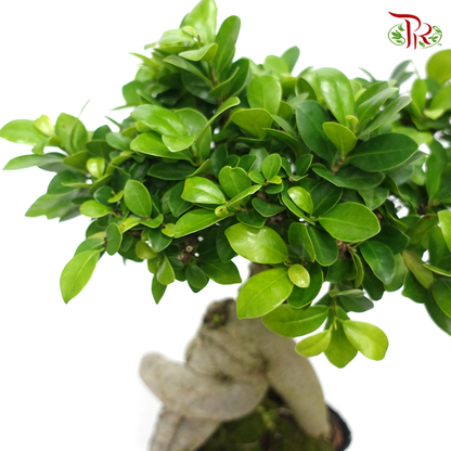 Ficus Microcarpa - polybag 《人参榕》 - Pudu Ria Florist