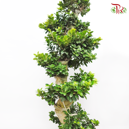 Ficus Microcarpa S 《人参榕》 - Pudu Ria Florist