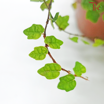 Ficus Pumila《花叶薜荔》- Green - Pudu Ria Florist