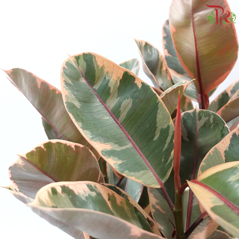 Ficus Ruby 3PP P270《橡皮树》