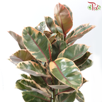Ficus Ruby 3PP P270《橡皮树》