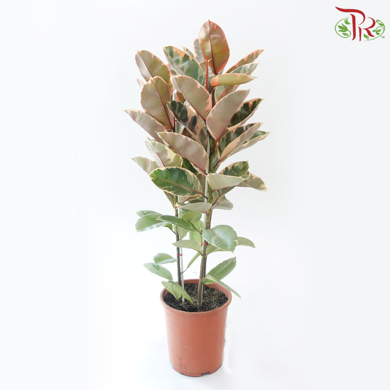 Ficus Ruby 3PP P270《橡皮树》