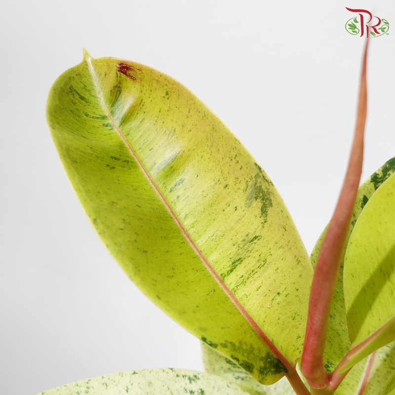 Ficus Shivereana (JIN) P150《雀斑小姐印度榕》