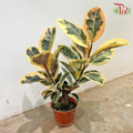 Ficus Sylvia P150《榕树》