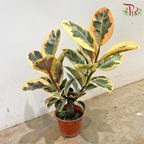 Ficus Sylvia P150《榕树》
