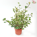 Ficus Triangularia Varie P150《三角榕》
