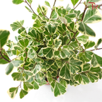 Ficus Triangularia Varie P150《三角榕》