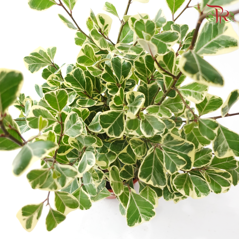 Ficus Triangularia Varie P150《三角榕》