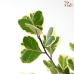 Ficus Triangularia Varie P150《三角榕》