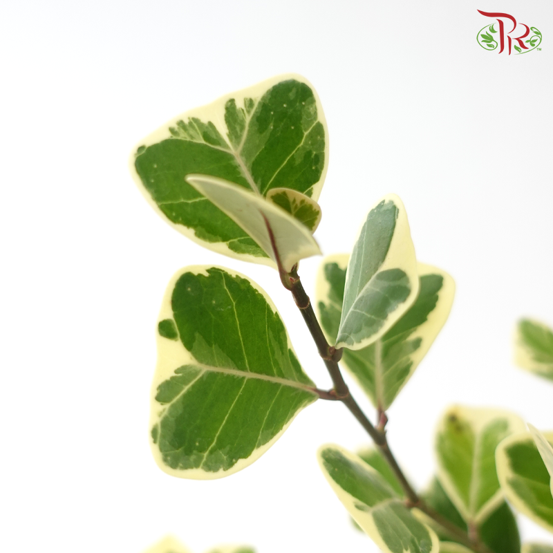Ficus Triangularia Varie P150《三角榕》
