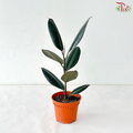 Ficus Elastica (Black) P120《印度榕》