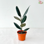 Ficus Elastica (Black) P120《印度榕》