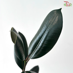 Ficus Elastica (Black) P120《印度榕》