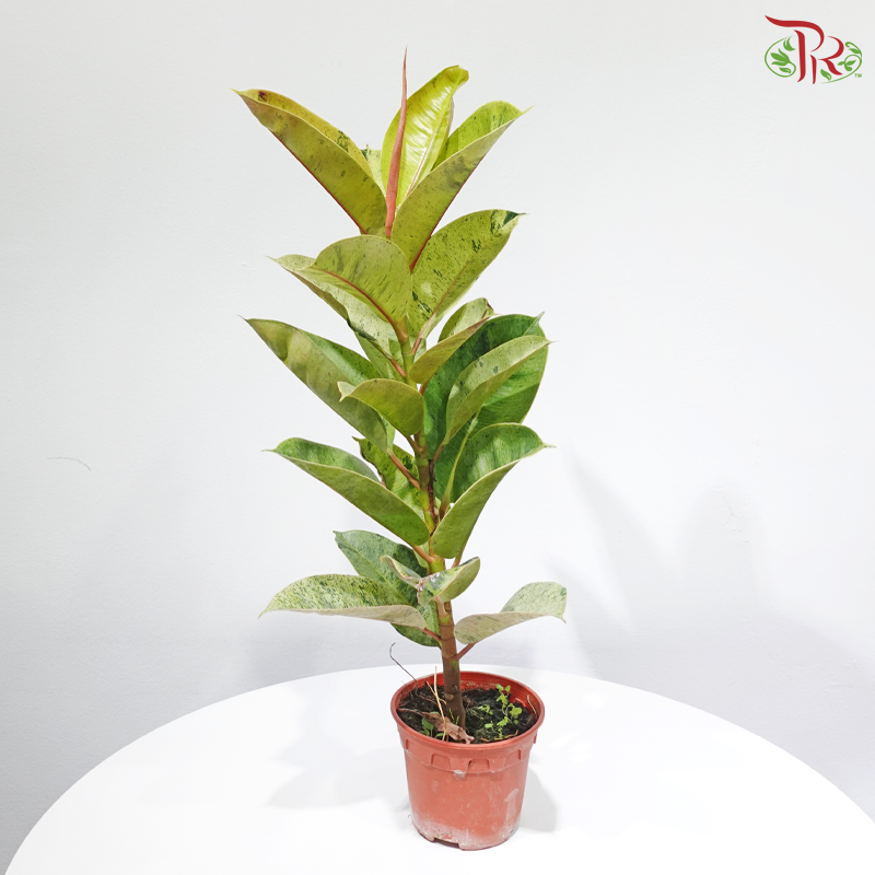 Ficus Shivereana (JIN) P150《雀斑小姐印度榕》