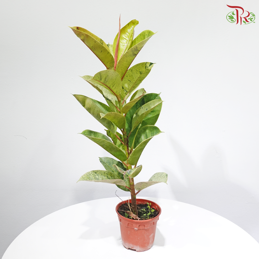 Ficus Shivereana (JIN) P150《雀斑小姐印度榕》