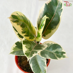 Ficus Sylvia P150《榕树》