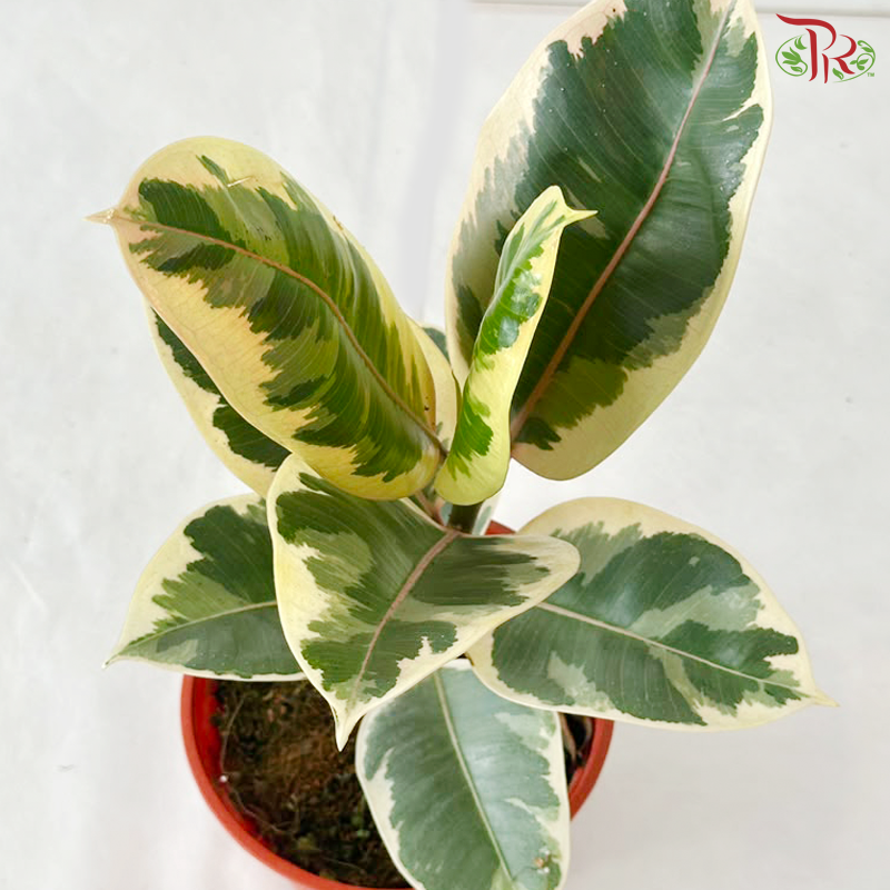 Ficus Sylvia P150《榕树》