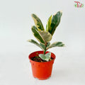 Ficus Sylvia P150《榕树》