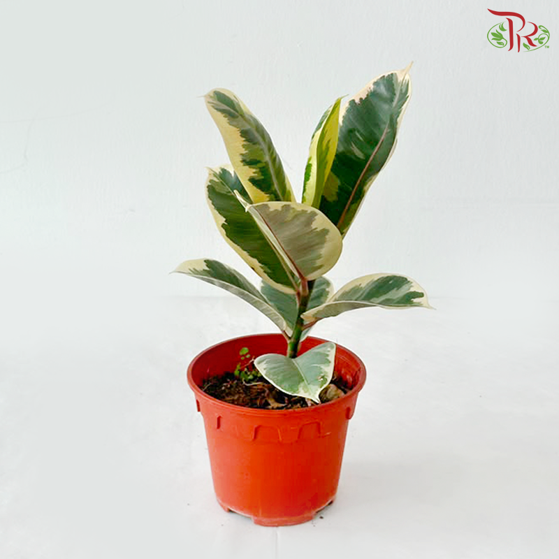 Ficus Sylvia P150《榕树》
