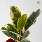 Ficus Sylvia P150《榕树》
