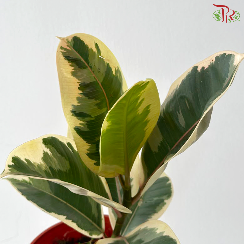 Ficus Sylvia P150《榕树》