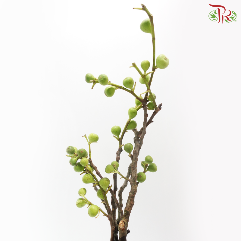 Fig (Per Bunch)