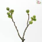 Fig (Per Bunch)