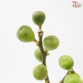 Fig (Per Bunch)