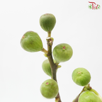 Fig (Per Bunch)