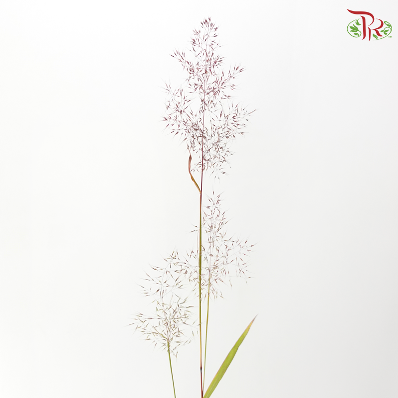 Filipendula Palmate 蚊子草 (Per Bunch)