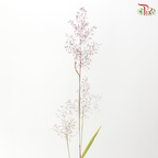 Filipendula Palmate 蚊子草 (Per Bunch)