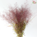 Filipendula Palmate 蚊子草 (Per Bunch)