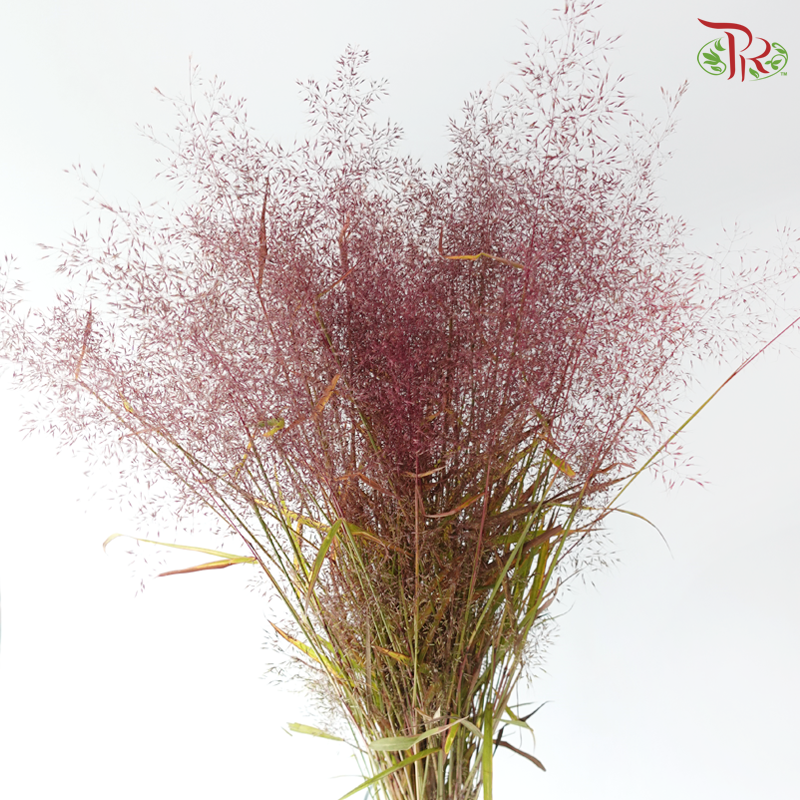 Filipendula Palmate 蚊子草 (Per Bunch)