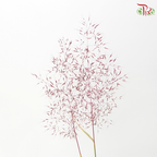 Filipendula Palmate 蚊子草 (Per Bunch)
