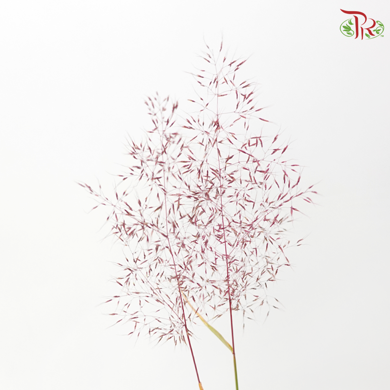 Filipendula Palmate 蚊子草 (Per Bunch)