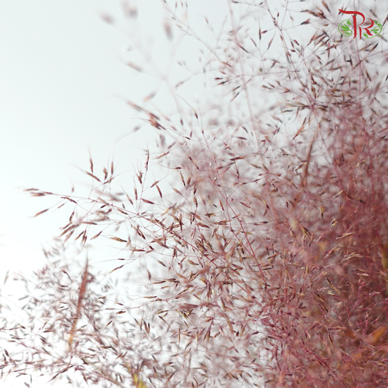 Filipendula Palmate 蚊子草 (Per Bunch)