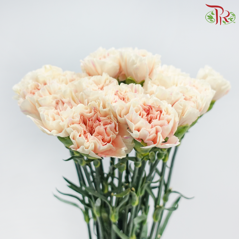 Carnation - First Kiss 初吻 (18-20 Stems)