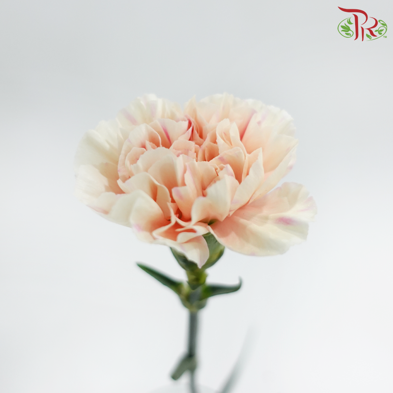 Carnation - First Kiss 初吻 (18-20 Stems)