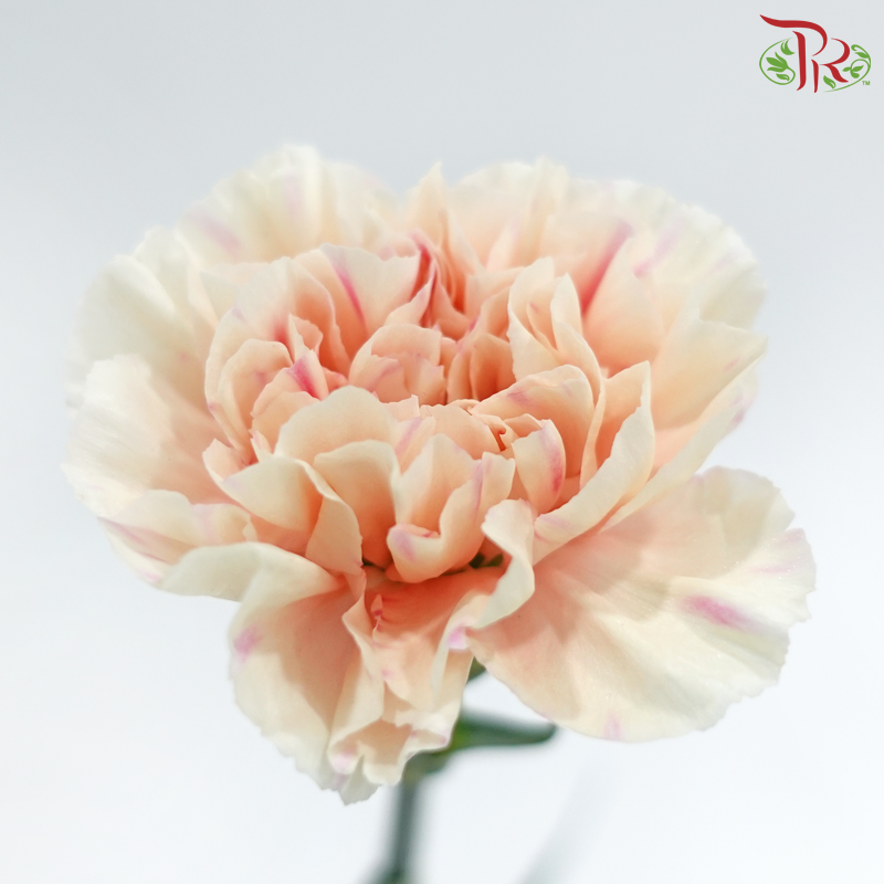 Carnation - First Kiss 初吻 (18-20 Stems)