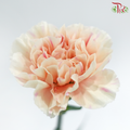 Carnation - First Kiss 初吻 (18-20 Stems)