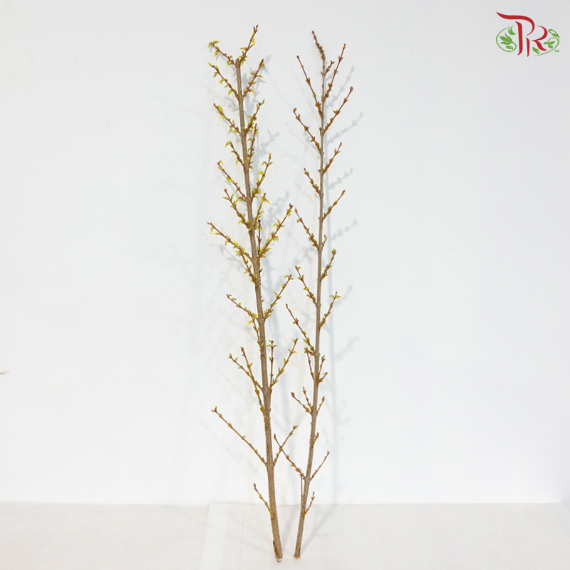 Forsythia  连翘 . 满地黄金 - (2 Stems)