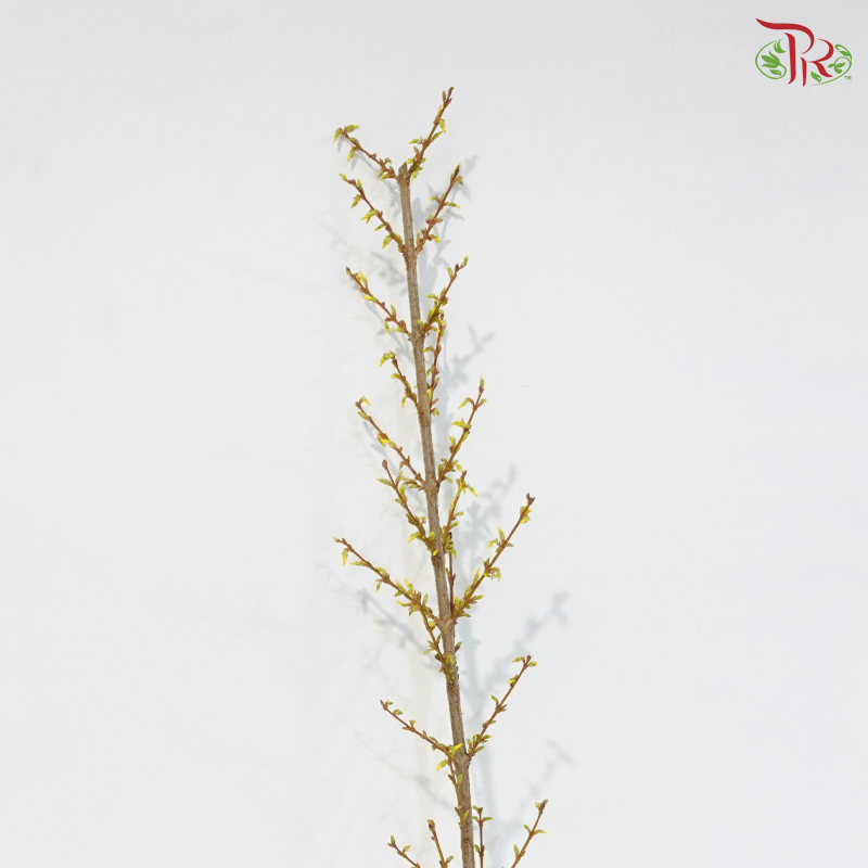 Forsythia  连翘 . 满地黄金 - (2 Stems)