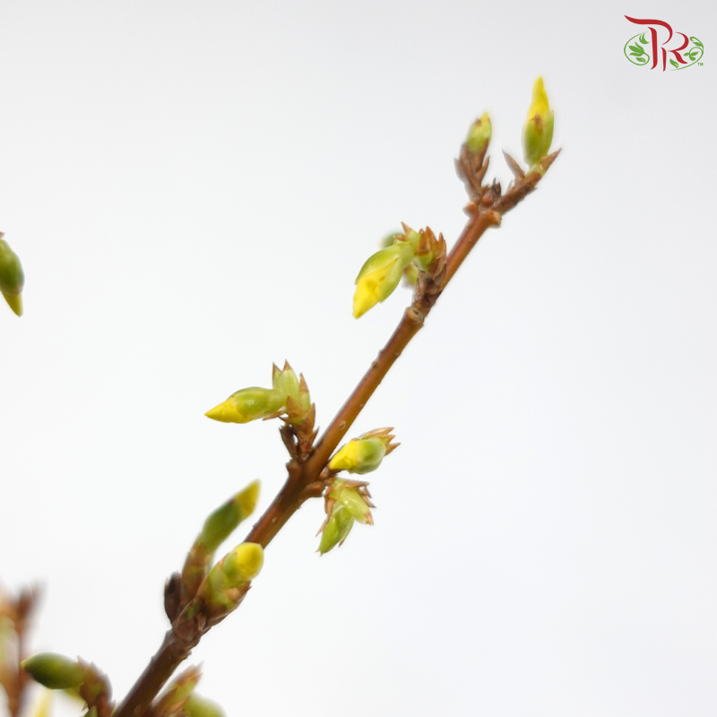 Forsythia  连翘 . 满地黄金 - (2 Stems)