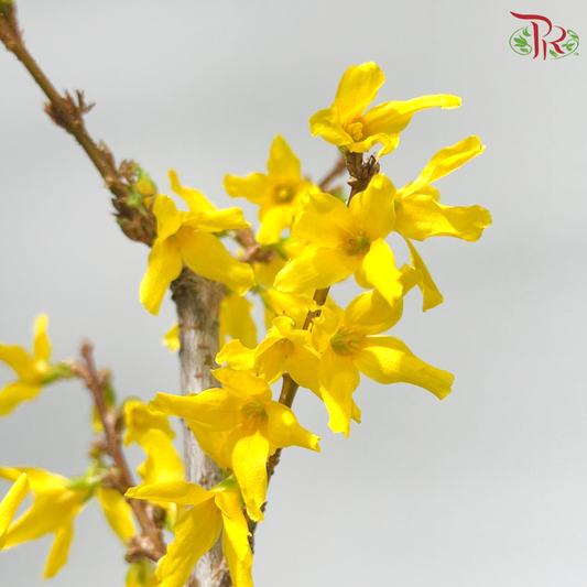 Forsythia  连翘 . 满地黄金 - (2 Stems)