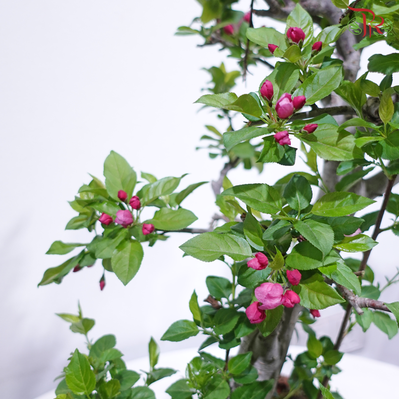 Fortune Apple Tree《苹果树》(Small Size)