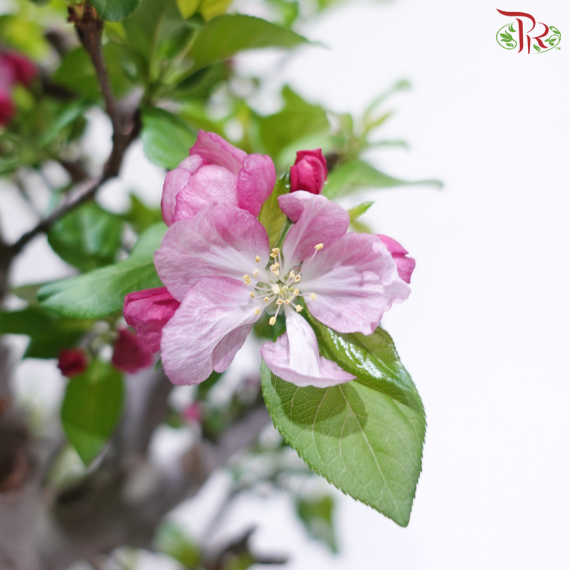 Fortune Apple Tree《苹果树》(Small Size)