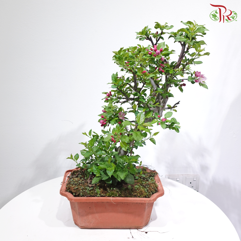 Fortune Apple Tree《苹果树》(Small Size)