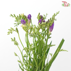 Freesia - Dark Purple (10 Stems)