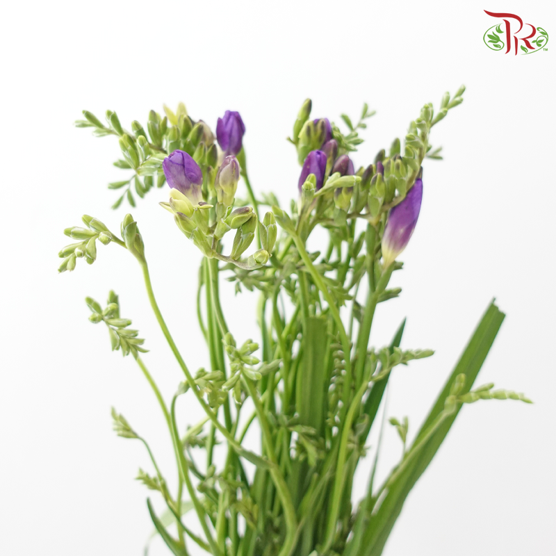 Freesia - Dark Purple (10 Stems)