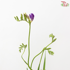Freesia - Dark Purple (10 Stems)